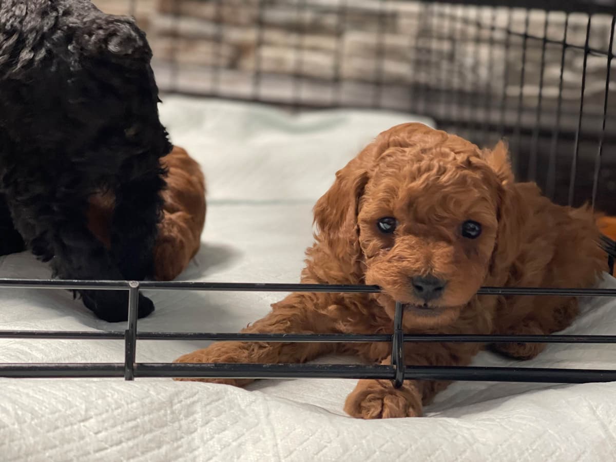 Poodle Puppies breeder image 24