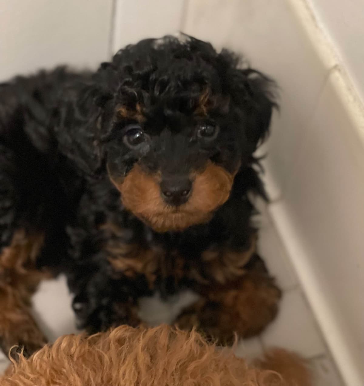 Poodle Puppies breeder image 25