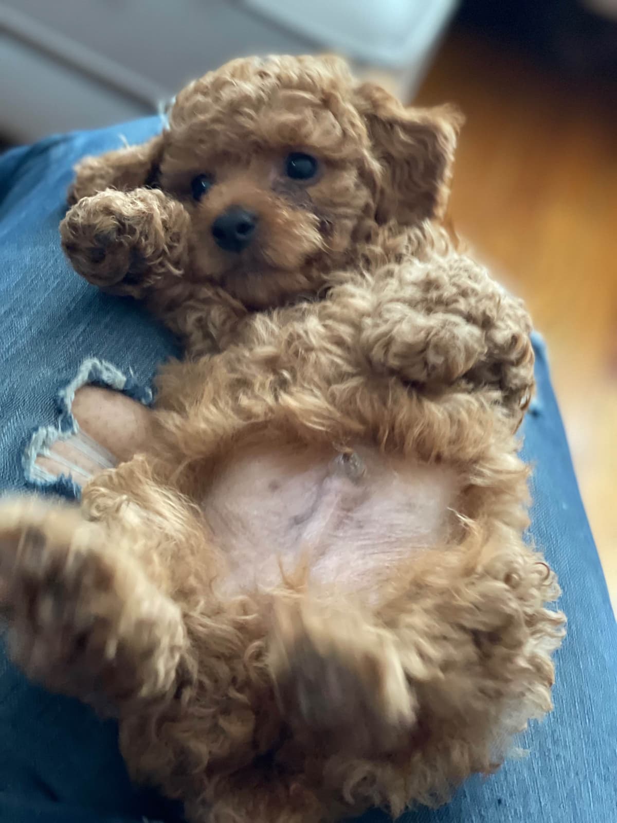 Poodle Puppies breeder image 29
