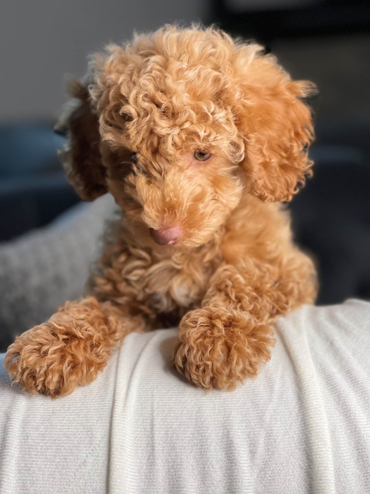 Poodle Puppies breeder image 30