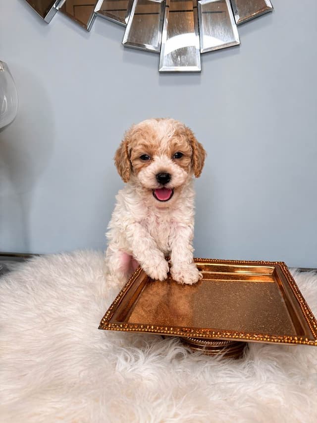 Poodle Puppies media 2
