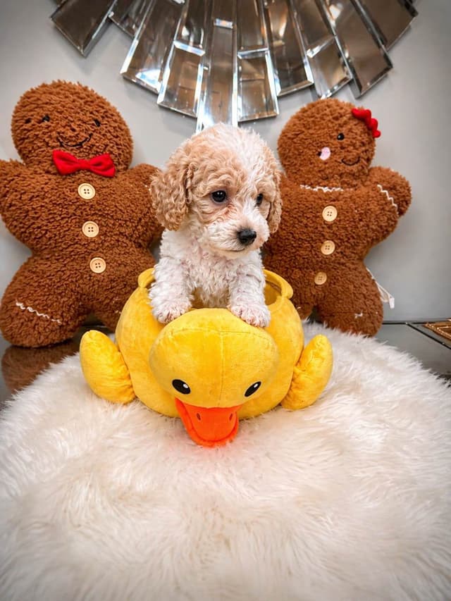 Poodle Puppies media 3