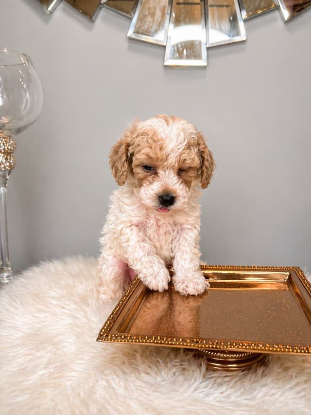 Poodle Puppies media 4