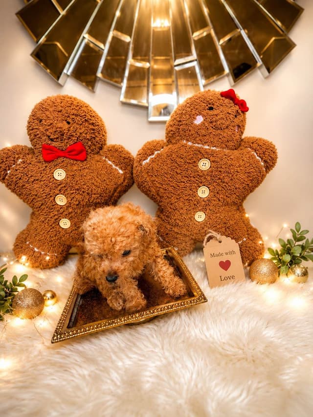 Poodle Puppies media 5
