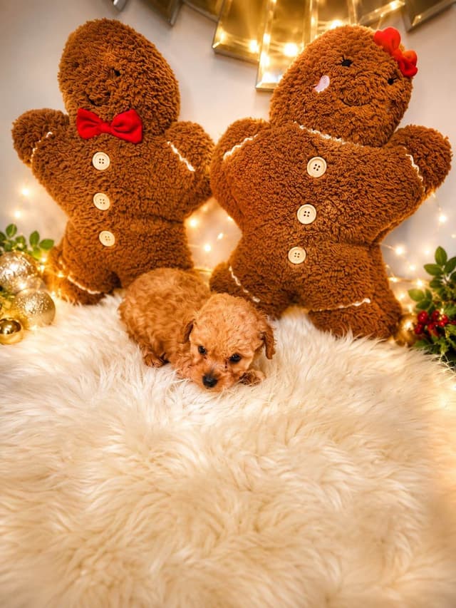 Poodle Puppies media 8