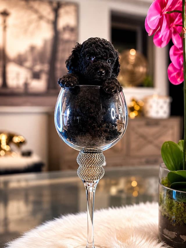 Home-Raised AKC Poodles with Lifetime Support media 6