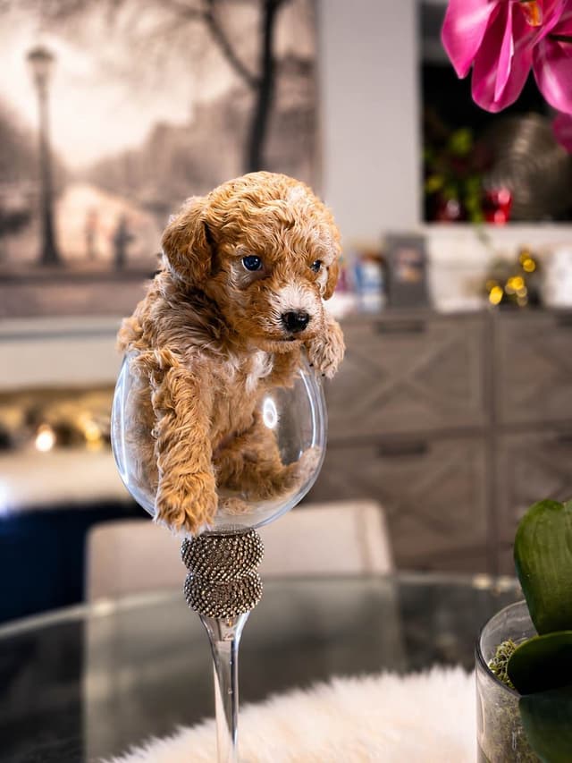 Home-Raised AKC Poodles with Lifetime Support media 3