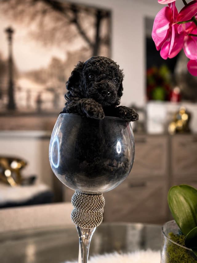 Home-Raised AKC Poodles with Lifetime Support media 8
