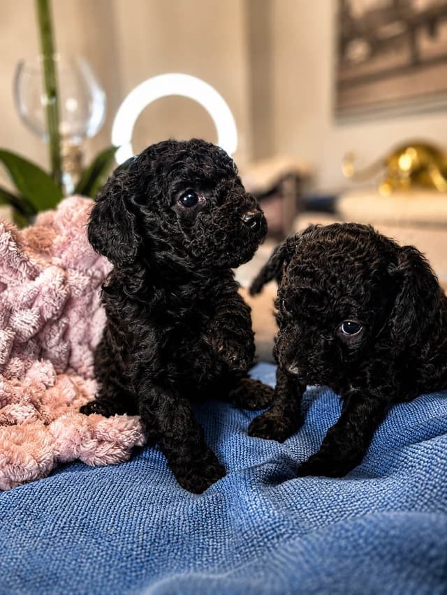Home-Raised AKC Poodles with Lifetime Support media 7