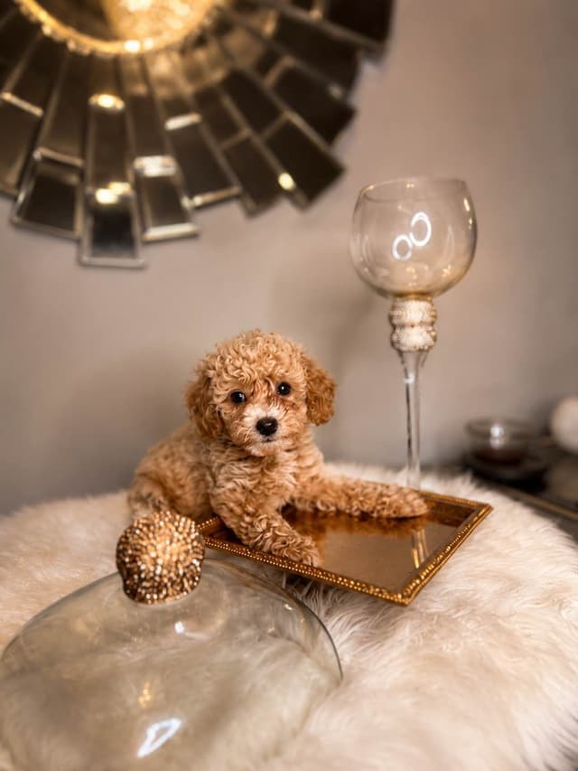 Home-Raised AKC Poodles with Lifetime Support media 2