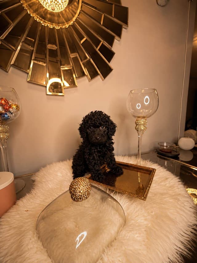 Home-Raised AKC Poodles with Lifetime Support media 11