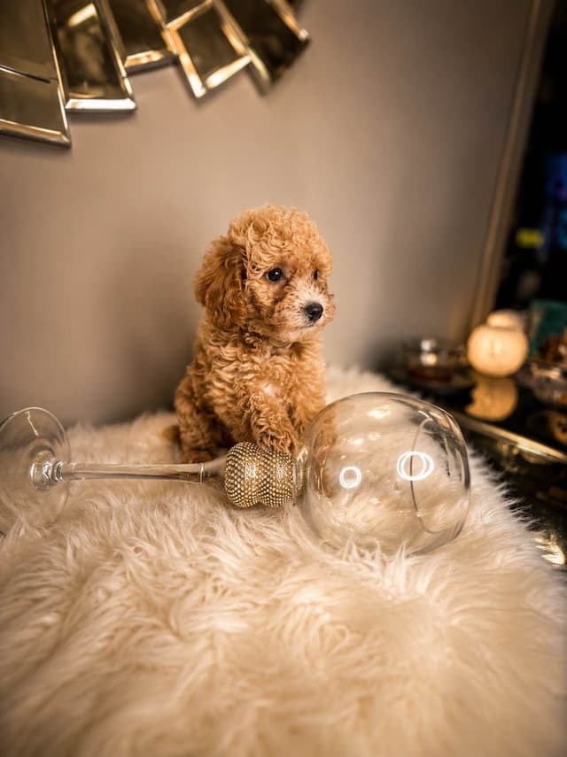 Home-Raised AKC Poodles with Lifetime Support media 5