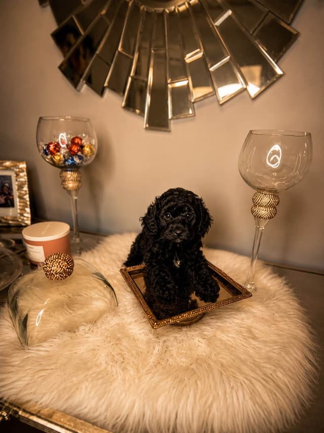 Home-Raised AKC Poodles with Lifetime Support media 14
