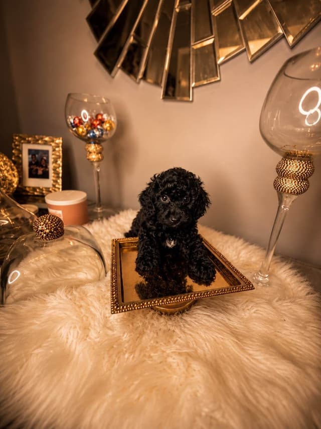 Home-Raised AKC Poodles with Lifetime Support media 15