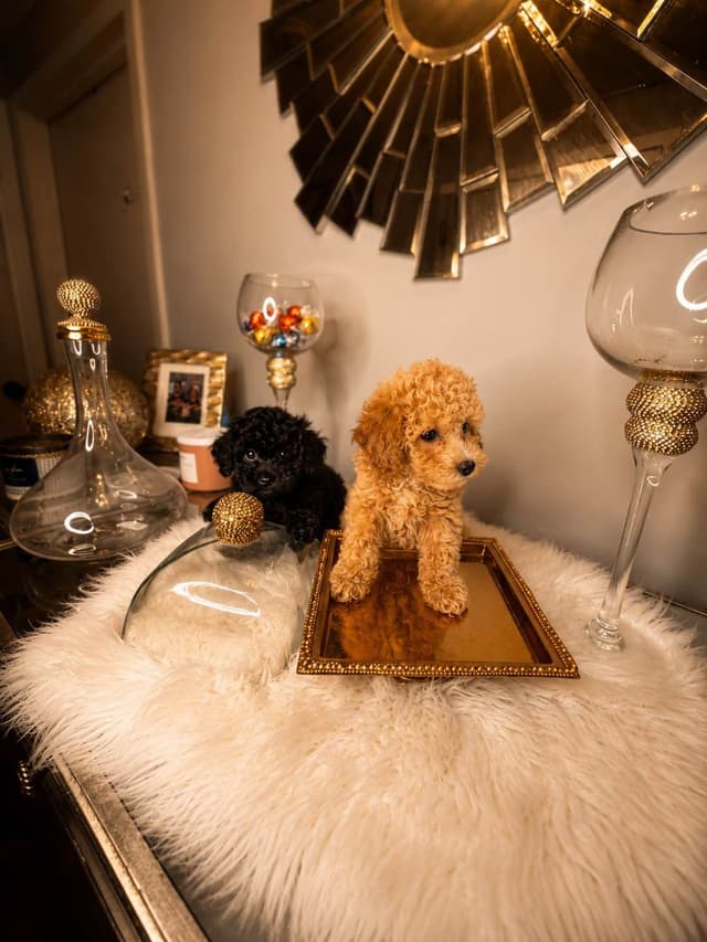 Home-Raised AKC Poodles with Lifetime Support media 17