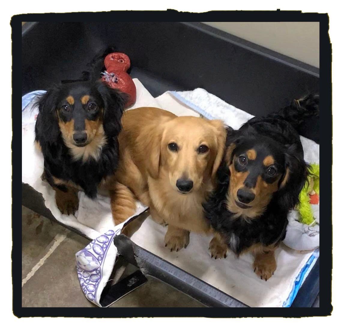 Dachshund Puppies breeder image 3