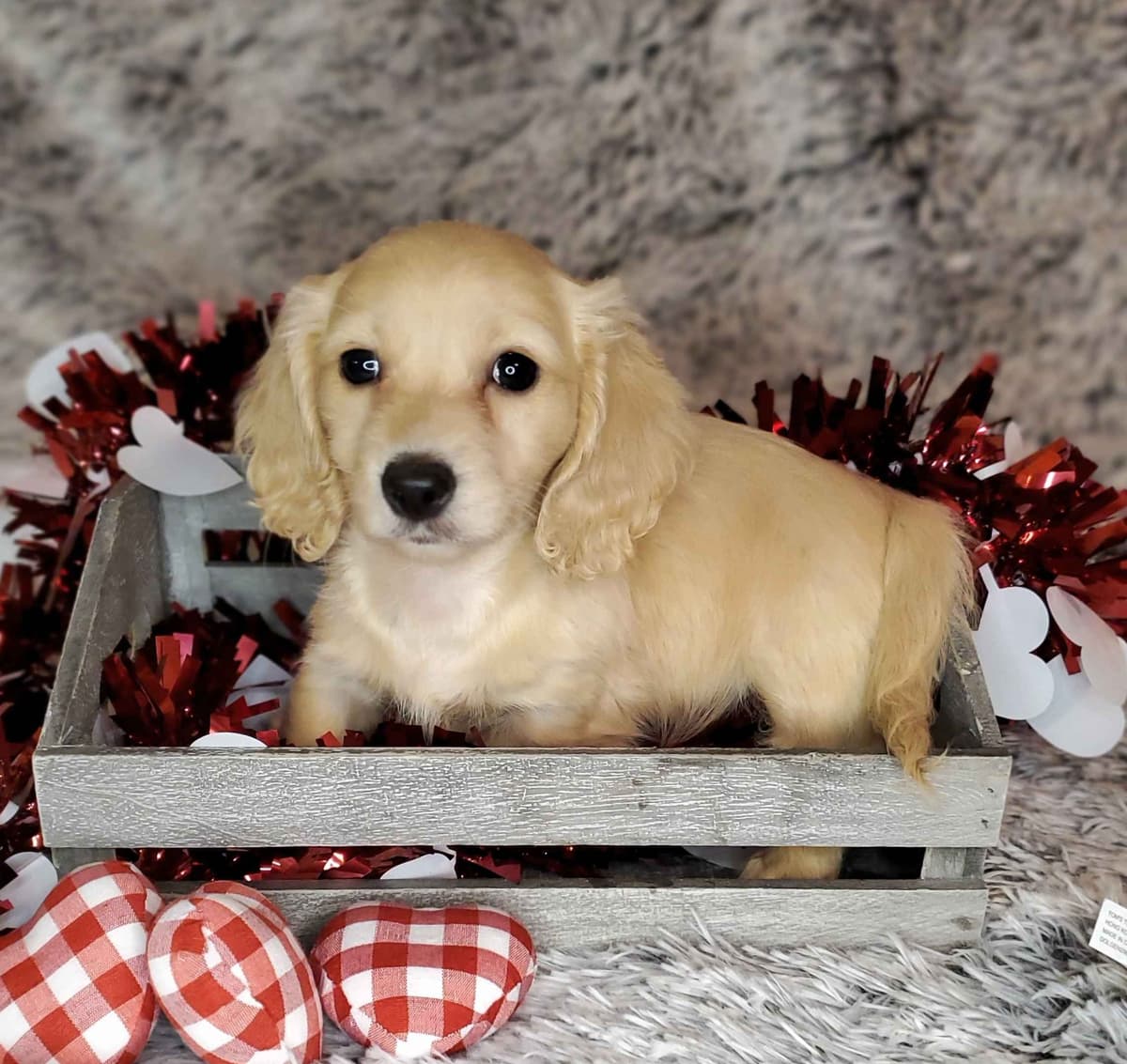 Dachshund Puppies breeder image 4