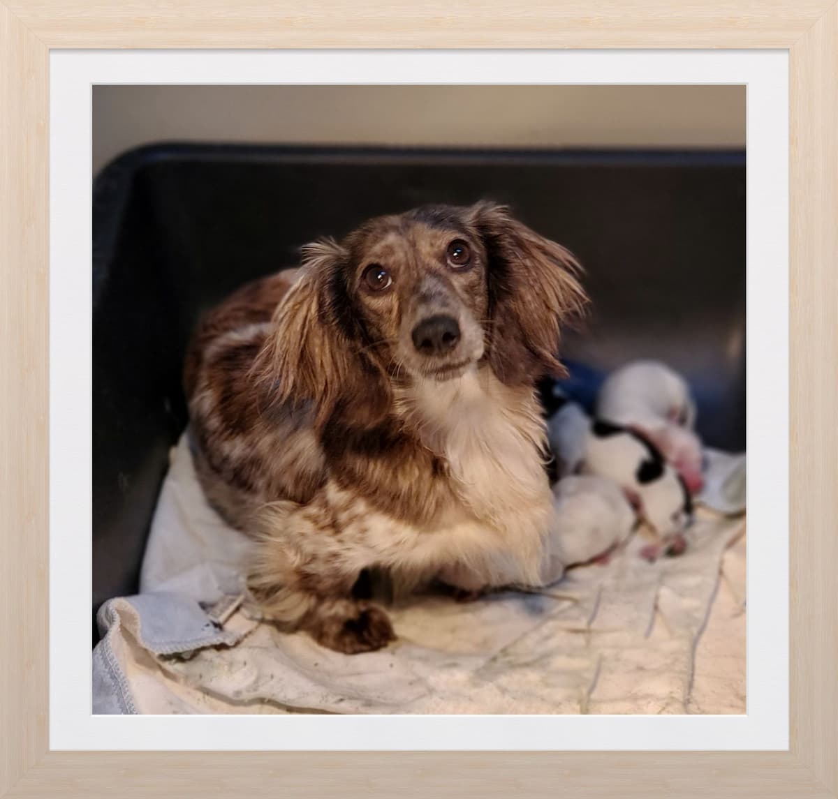 Dachshund Puppies breeder image 7
