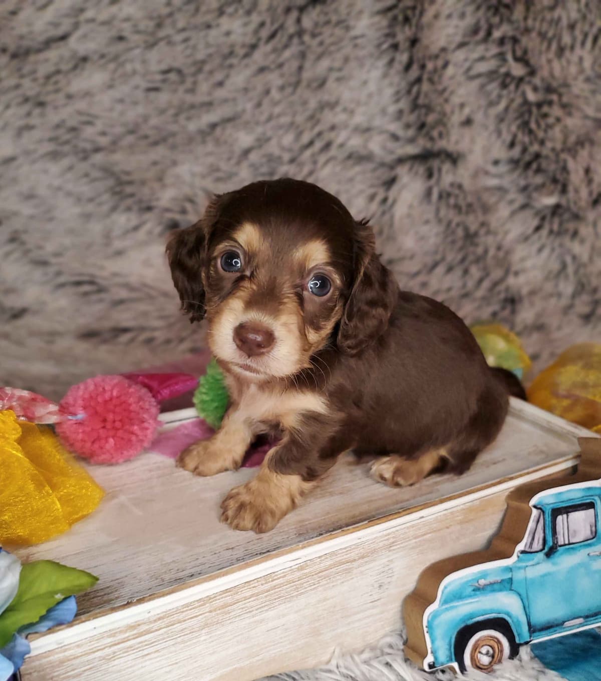 Dachshund Puppies breeder image 8