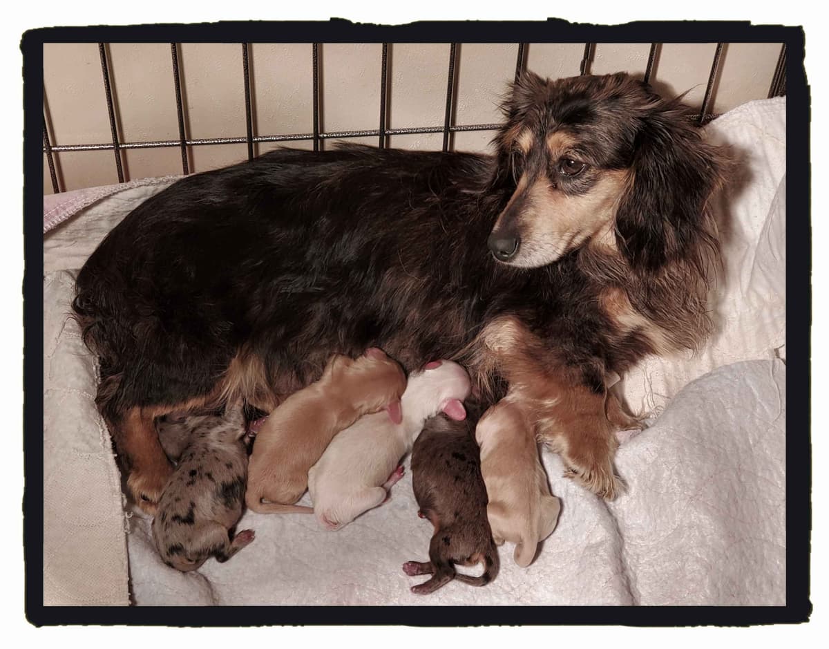 Dachshund Puppies breeder image 9
