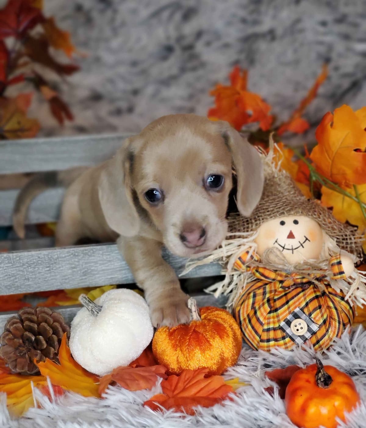 Dachshund Puppies breeder image 12