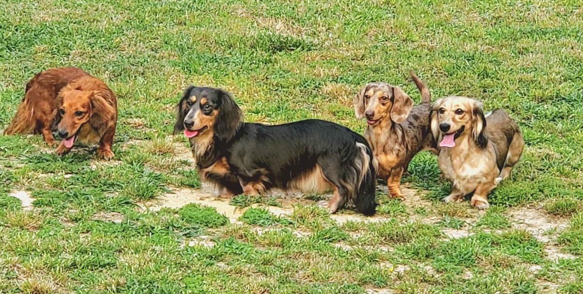 Dachshund Puppies breeder image 11