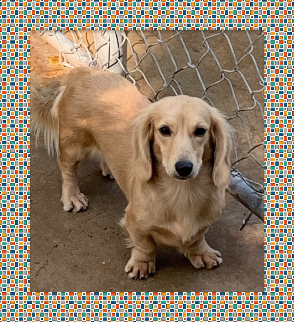 Dachshund Puppies breeder image 10