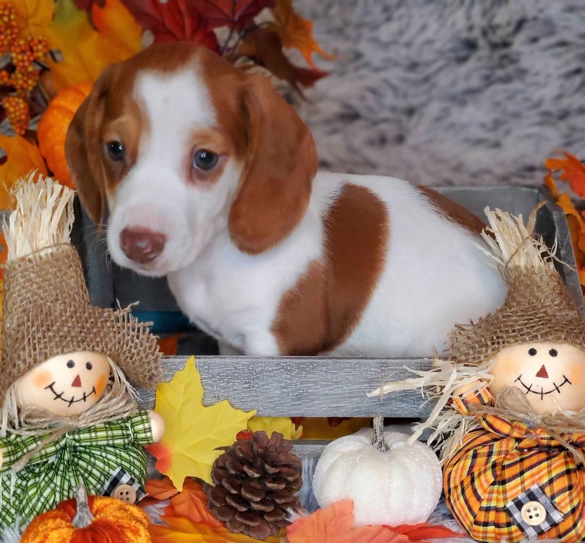 Dachshund Puppies breeder image 13