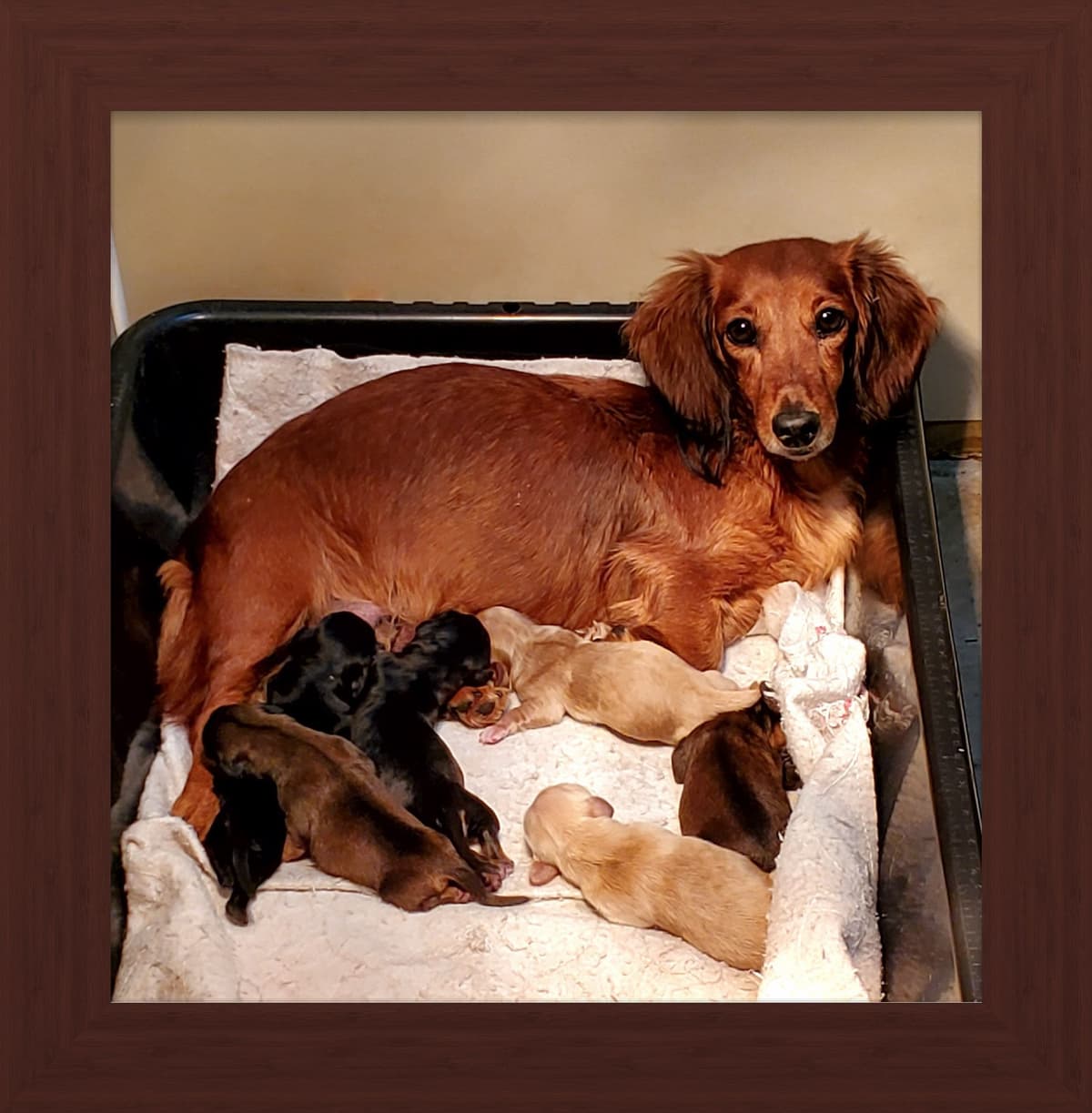 Dachshund Puppies breeder image 14