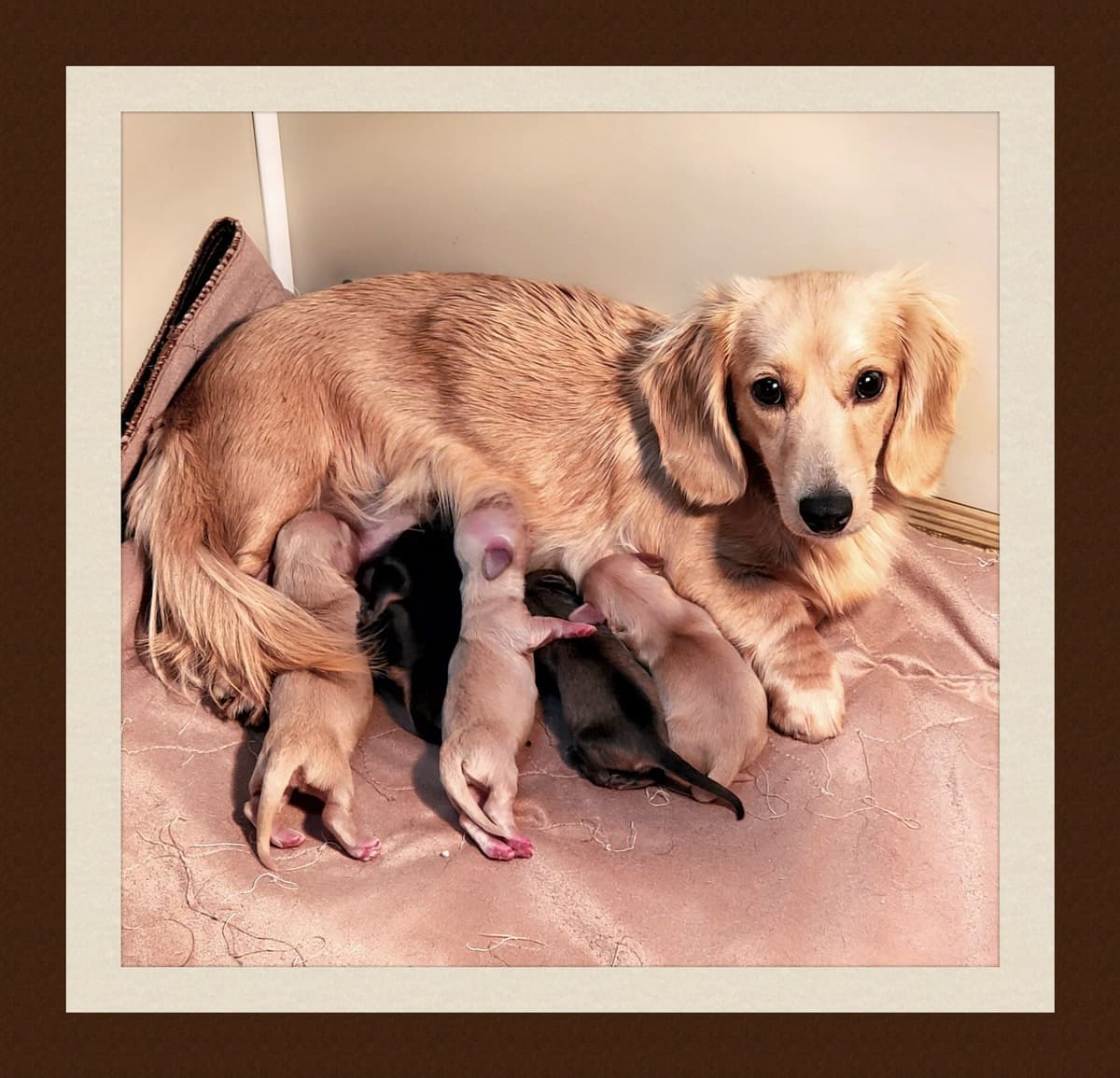 Dachshund Puppies breeder image 15
