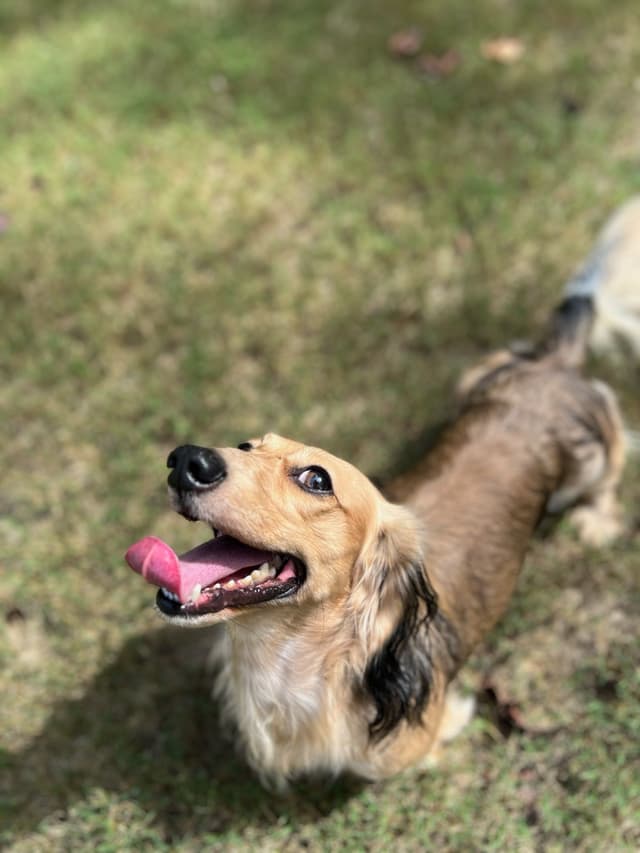 Dachshund Puppies media 5
