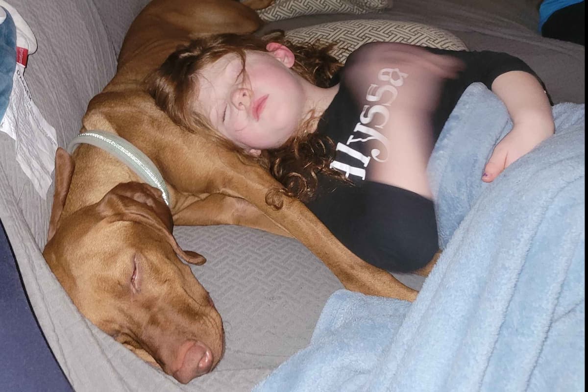 AKC Vizsla Puppies – Family Raised in Southwest Iowa breeder image 1