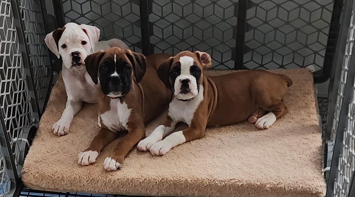Boxer Puppies breeder image 1