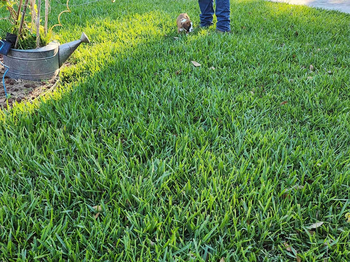 Boxer Puppies breeder image 6