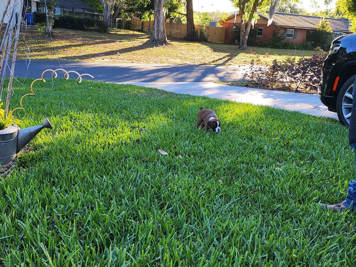 Boxer Puppies breeder image 8