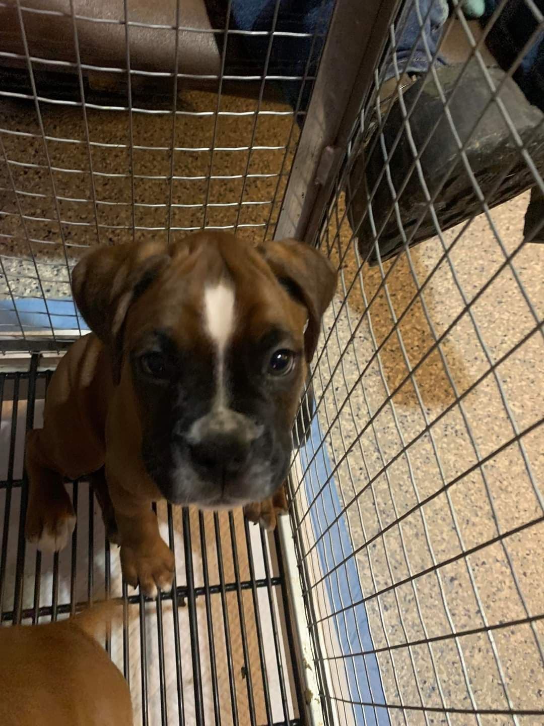 Boxer Puppies breeder image 9