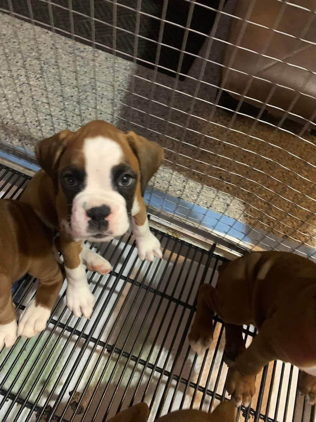 Boxer Puppies breeder image 10