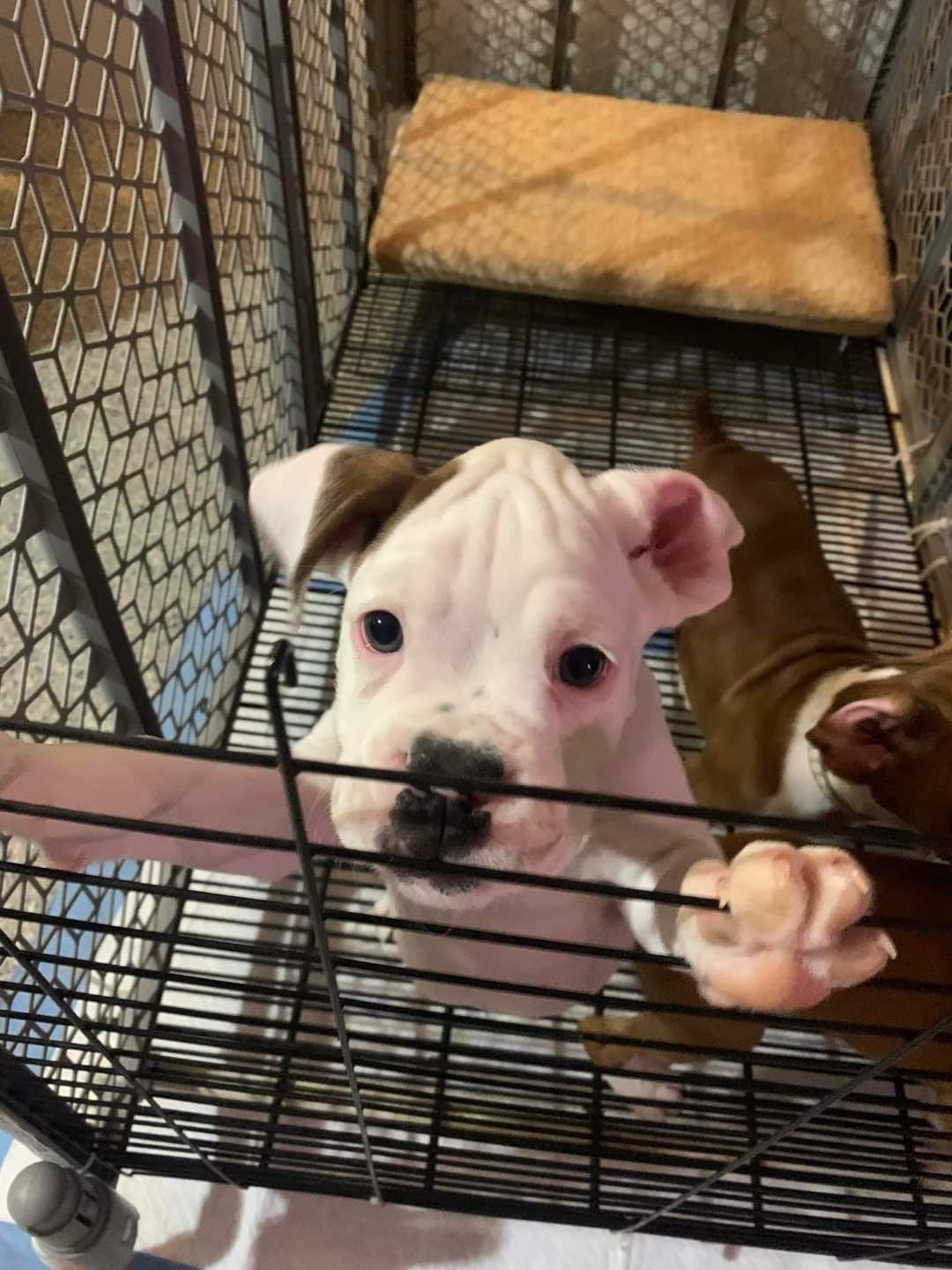 Boxer Puppies breeder image 11