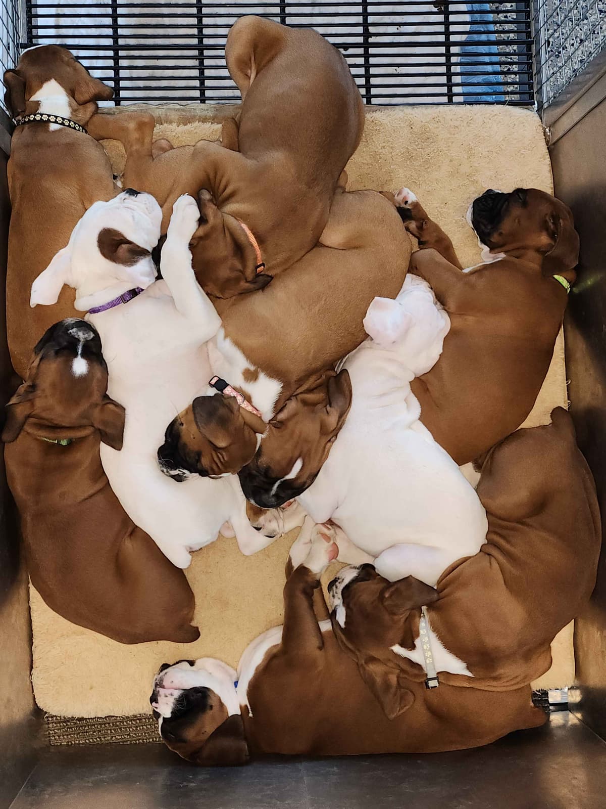 Boxer Puppies breeder image 12