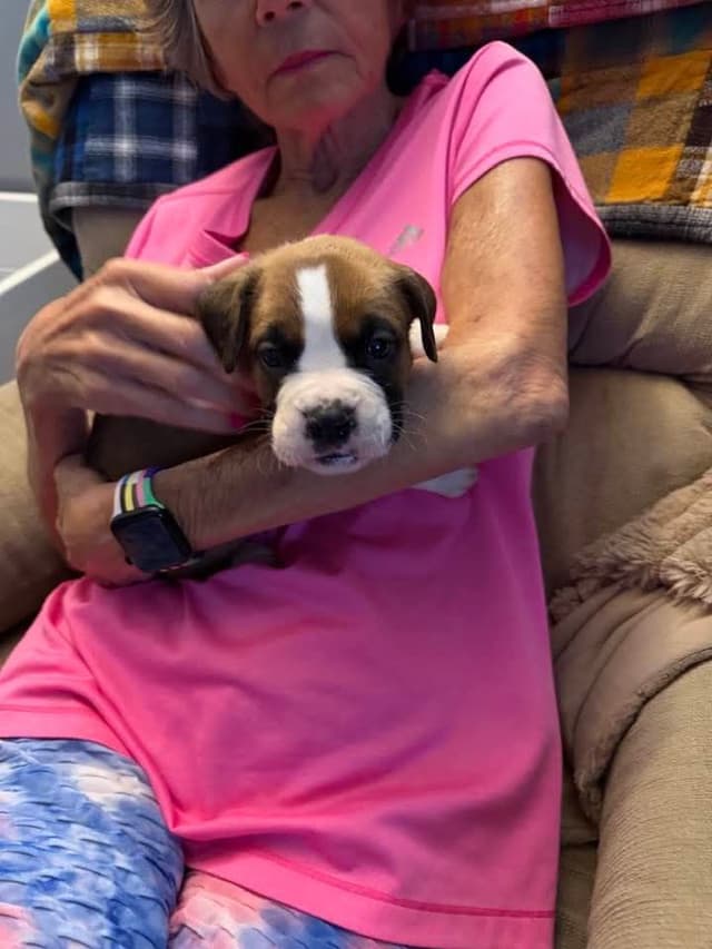 Boxer Puppies media 2