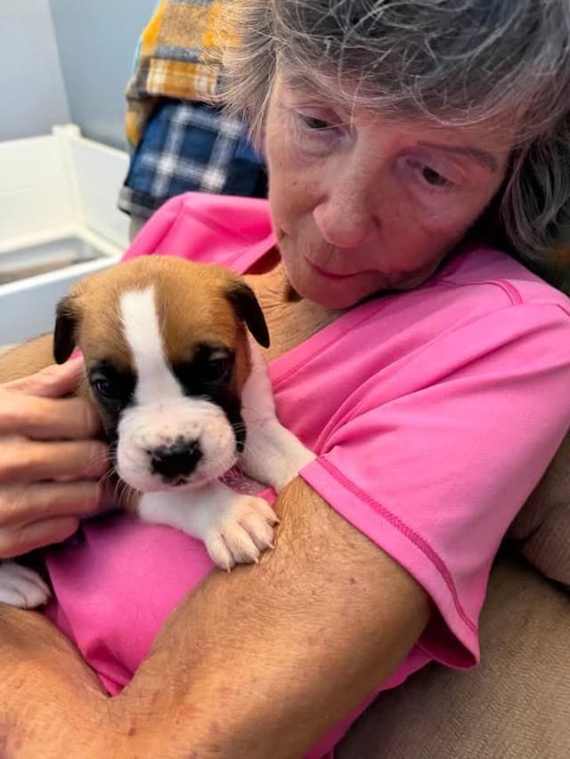 Boxer Puppies media 3