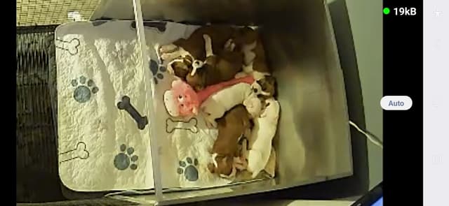 Boxer Puppies media 7