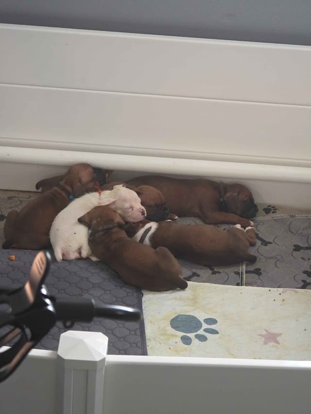 Boxer Puppies media 9