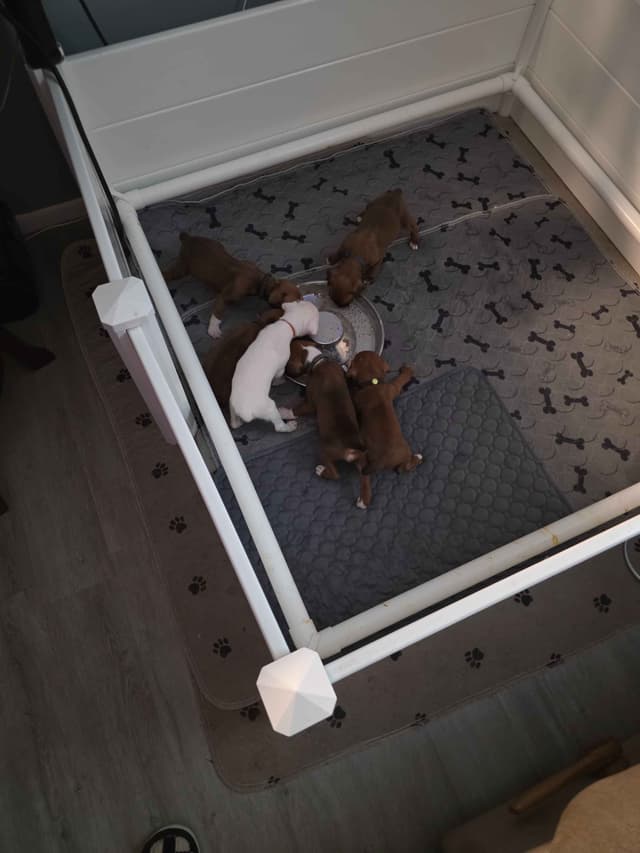 Boxer Puppies media 10