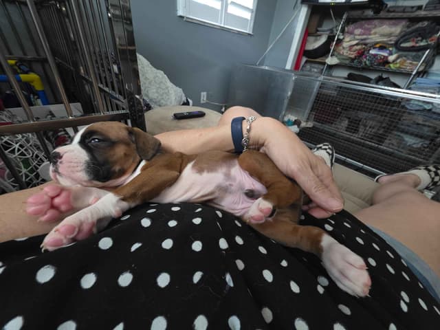 Boxer Puppies media 11