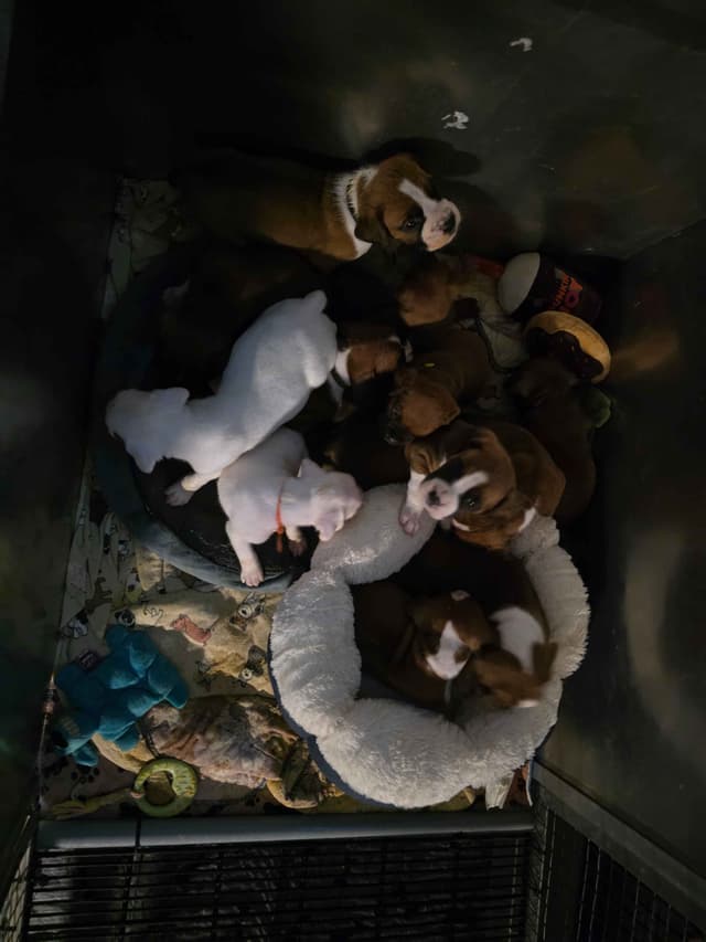 Boxer Puppies media 12