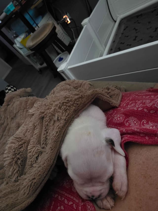 Boxer Puppies media 13
