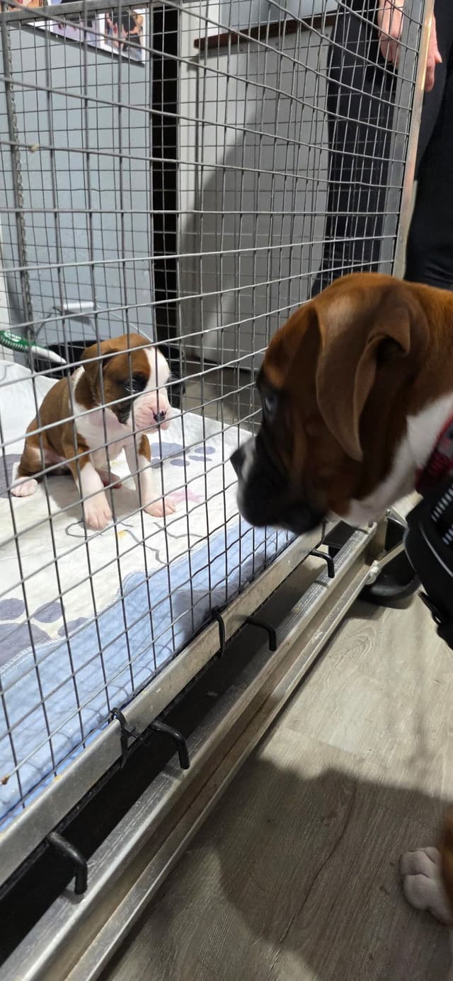 Boxer Puppies media 14