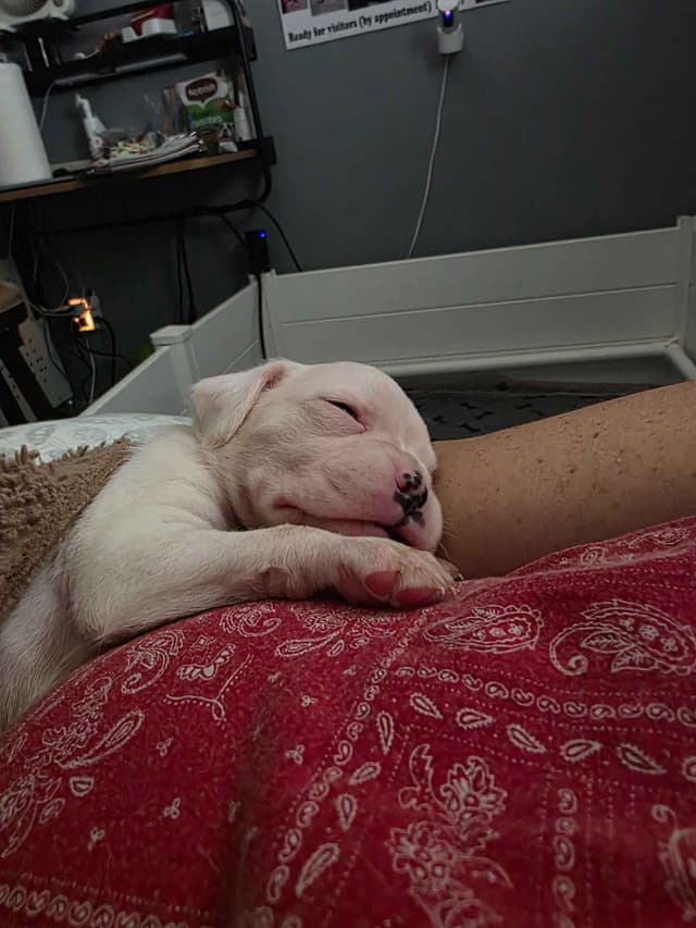 Boxer Puppies media 15