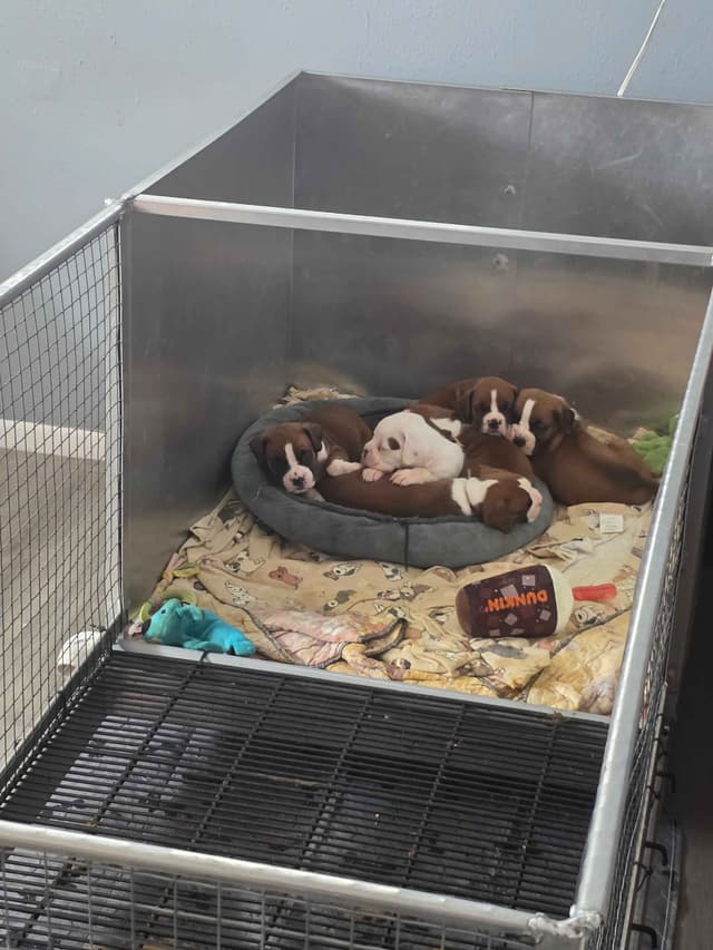 Boxer Puppies media 16